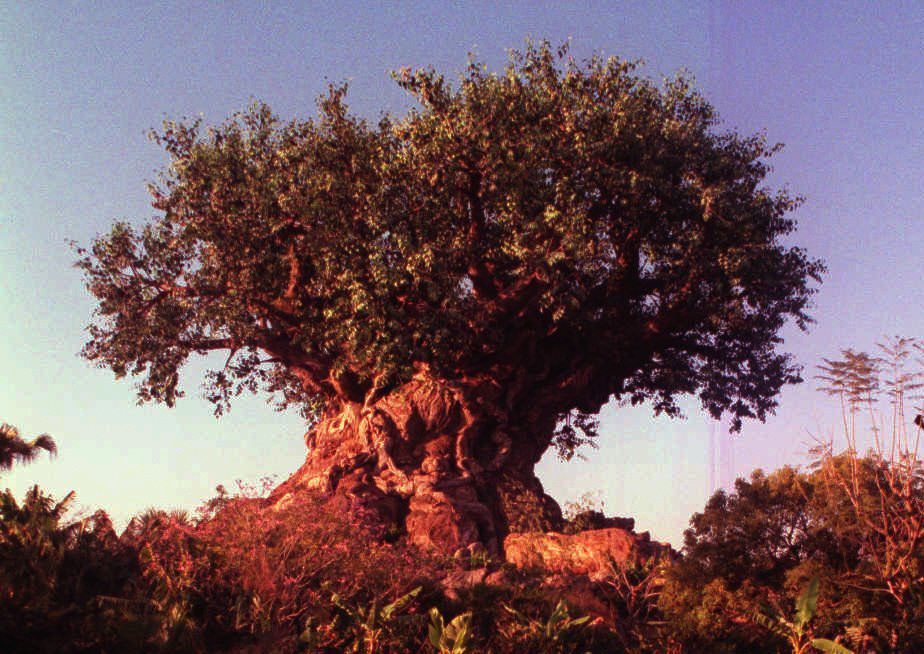 16. Where's the Tree of Life?